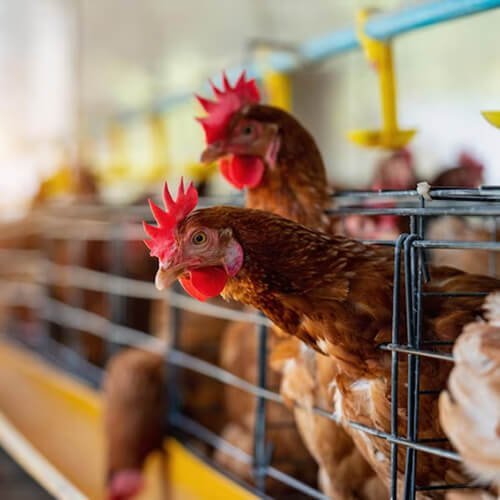 Animal Feed and Livestock Support